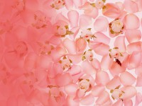 /album/photo-gallery-ljubov-i-romantika/love-and-romance-wallpapers-004-jpg/